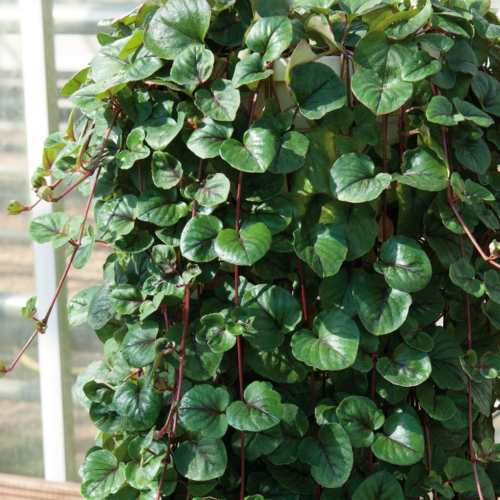 Lysimachia christinae Sunburst - Hillysun, creeping lysimachia