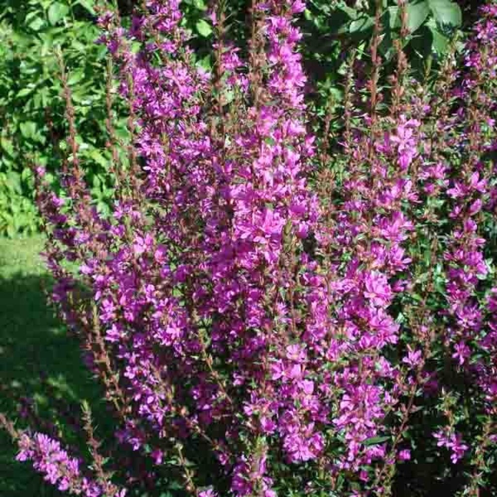 Lythrum salicaria