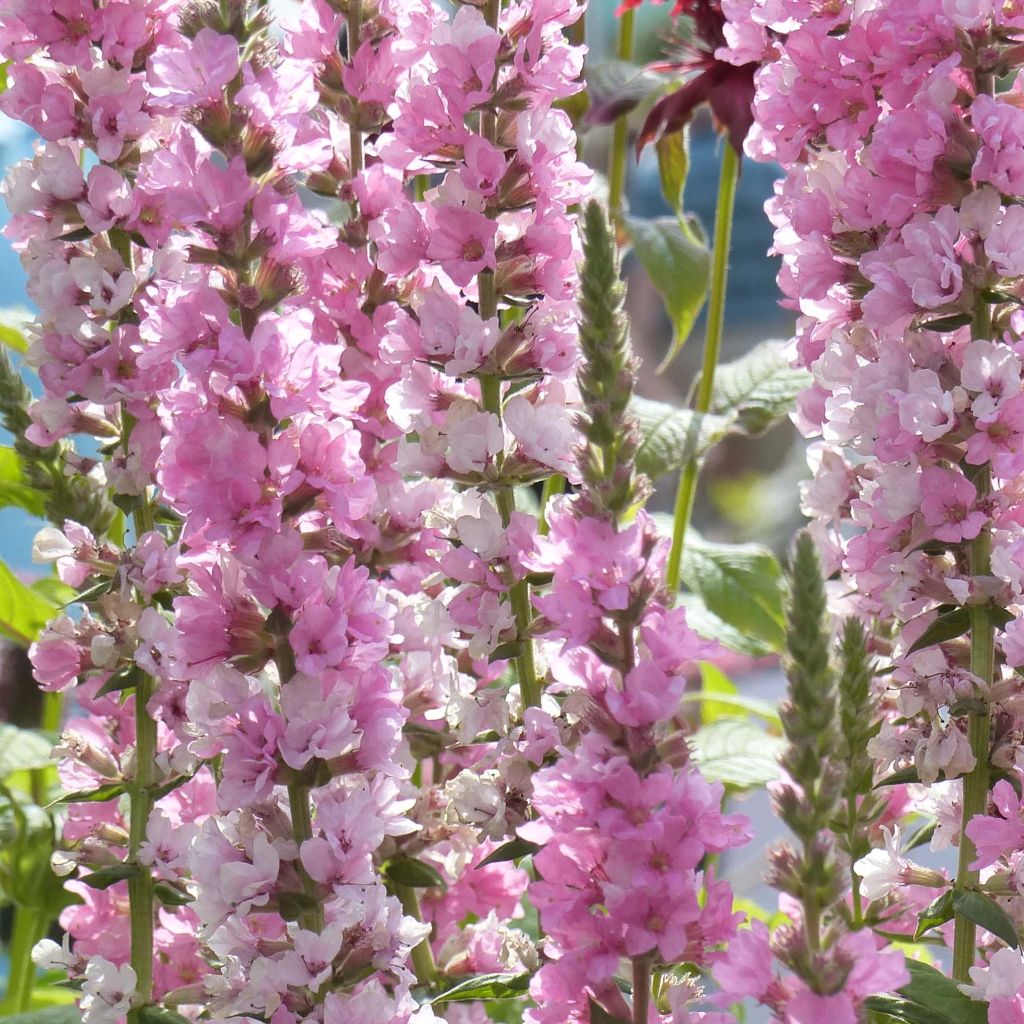 Lythrum salicaria Blush