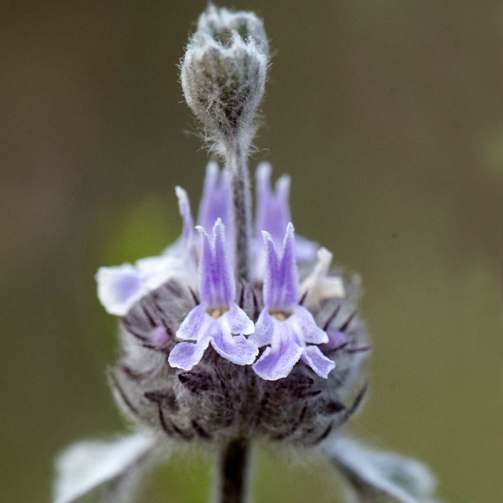 Marrubium supinum 