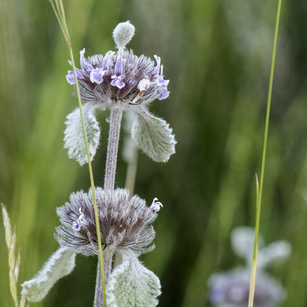 Marrubium supinum 