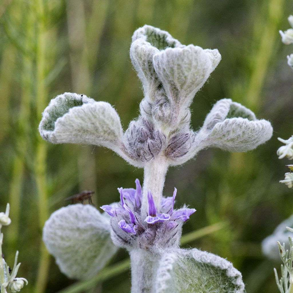 Marrubium supinum 