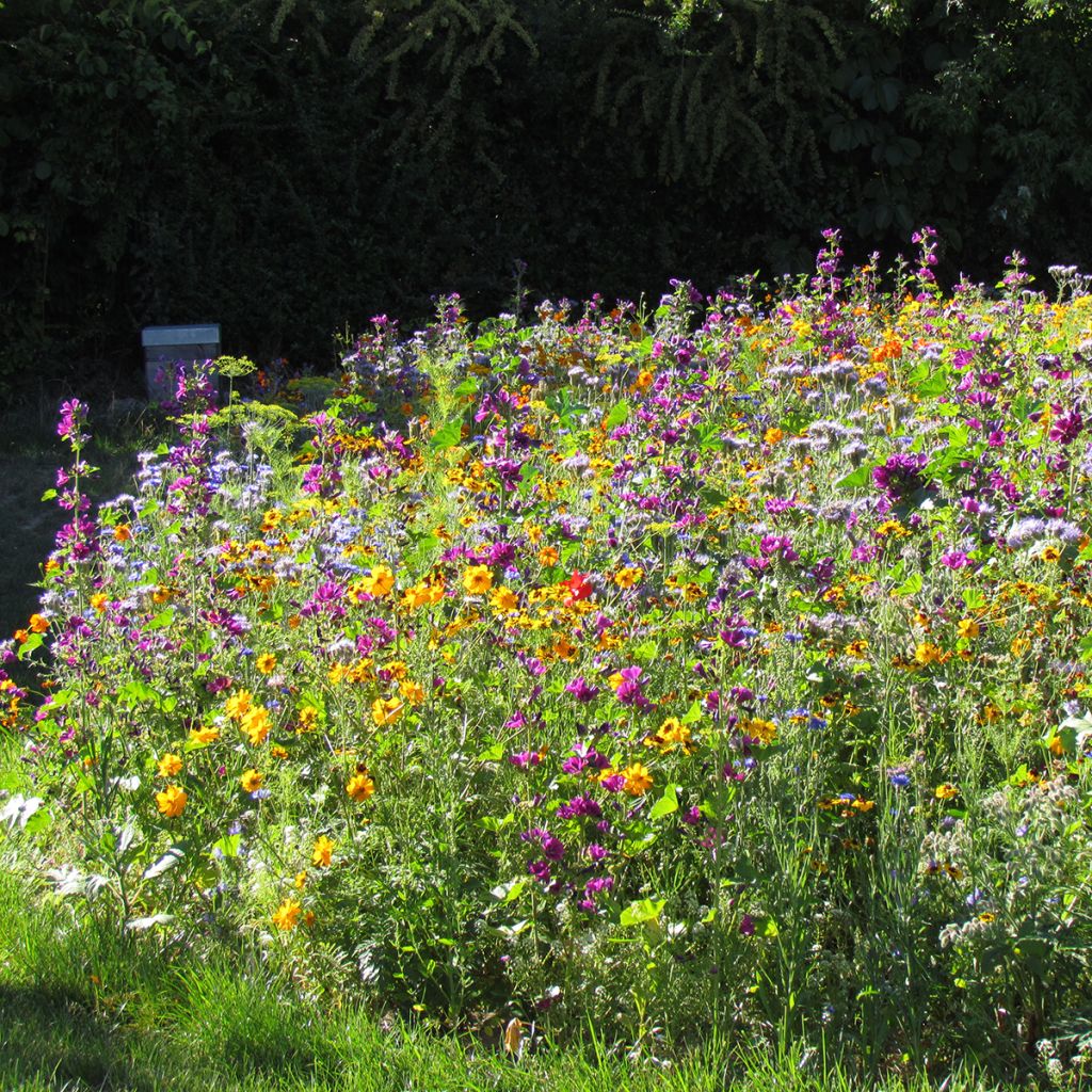 Bees and Butterflies perennial nectar-rich flower seed mix