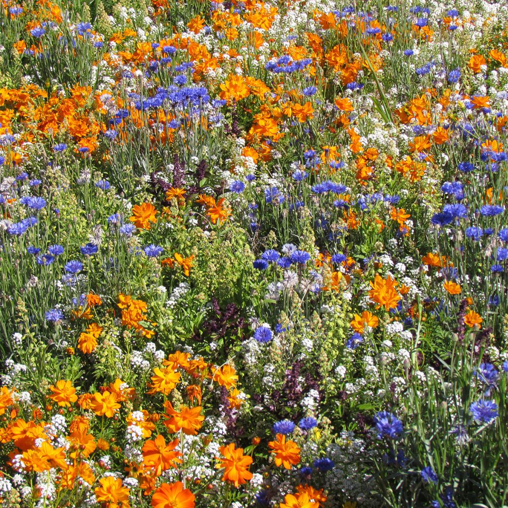 Nectar-rich flower mix for borders and balconies - seed mix