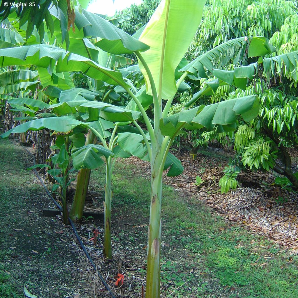 Musa paradisiaca Dwarf Orinoco