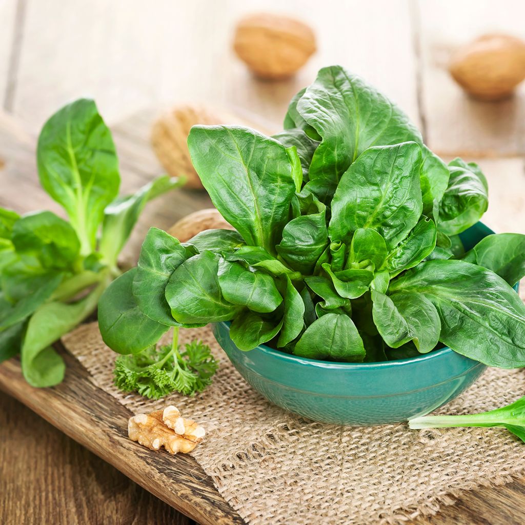 Lambs Lettuce Verte de Cambrai - Vilmorin Seeds
