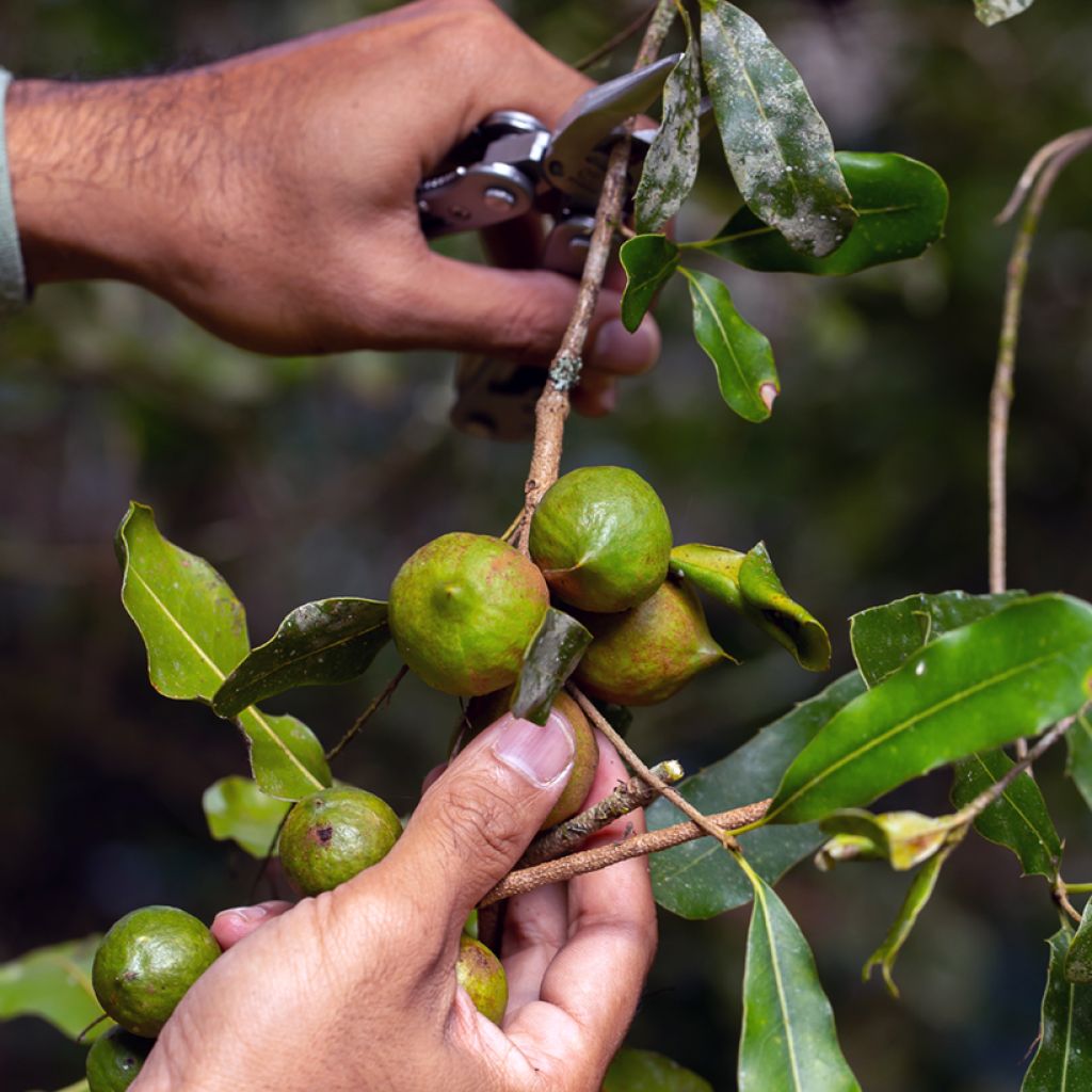 Macadamia integrifolia - Macadamia nut