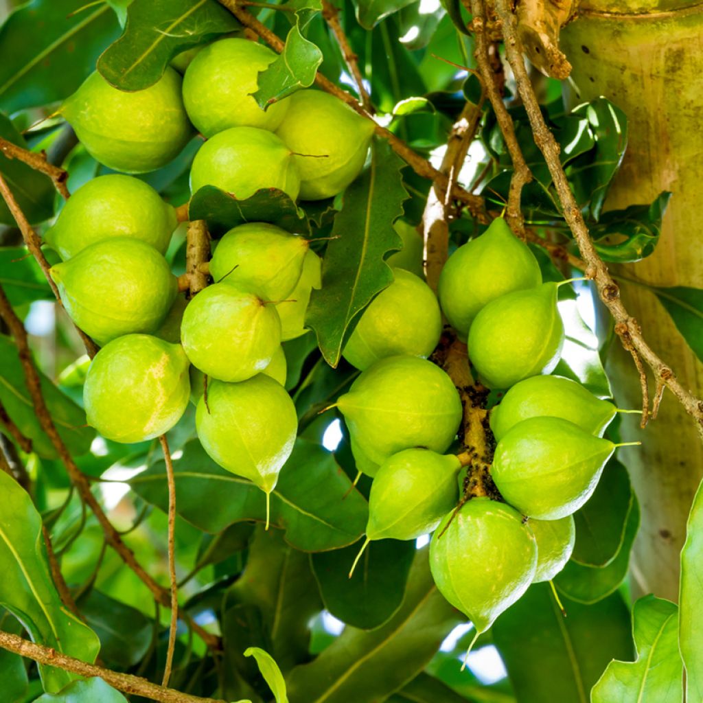 Macadamia integrifolia - Macadamia nut