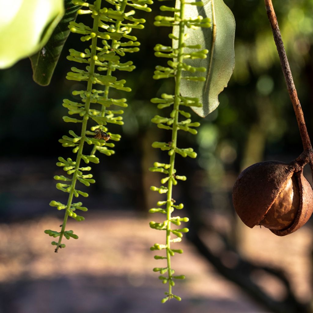 Macadamia integrifolia - Macadamia nut