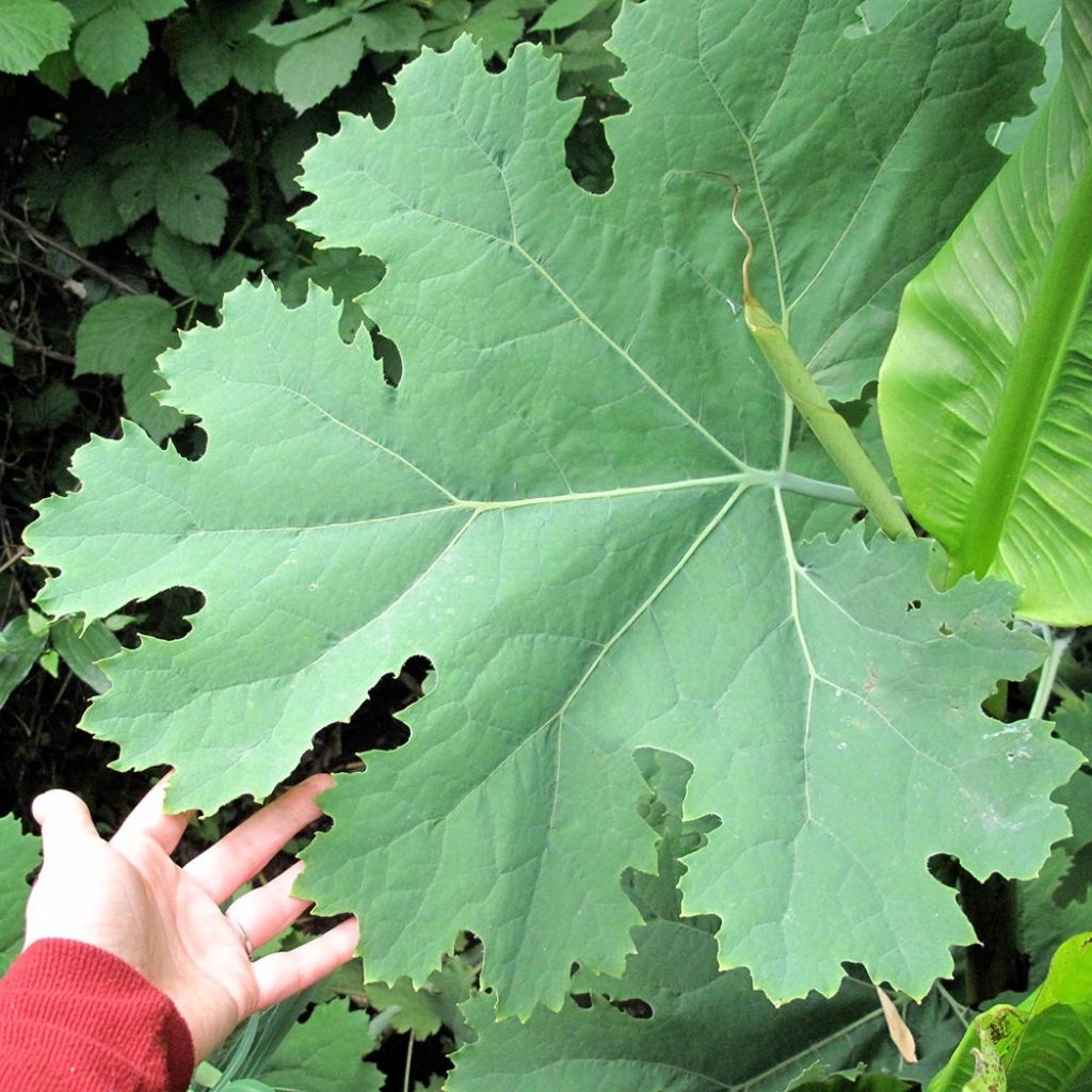 Macleaya cordata Flamingo