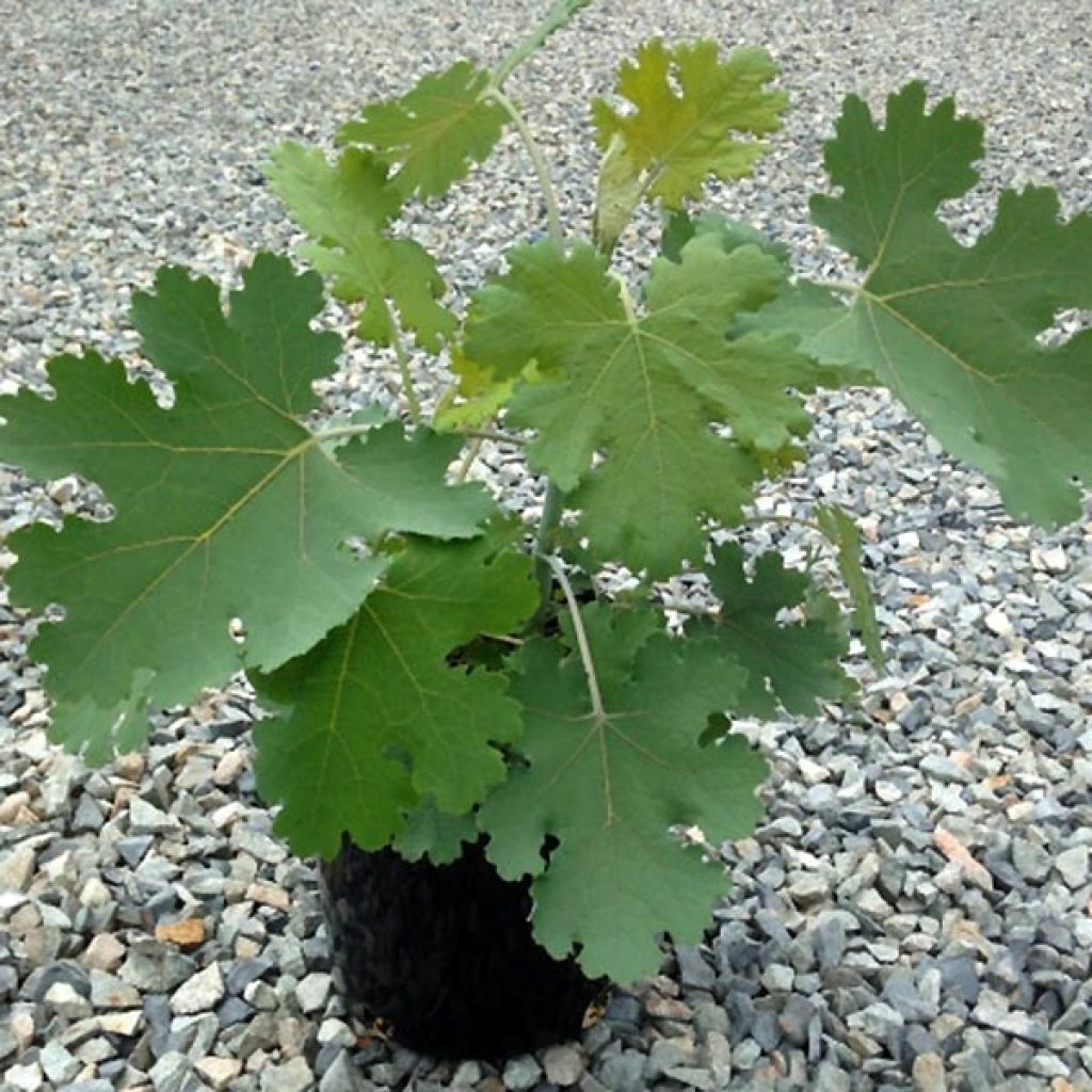 Macleaya cordata Flamingo