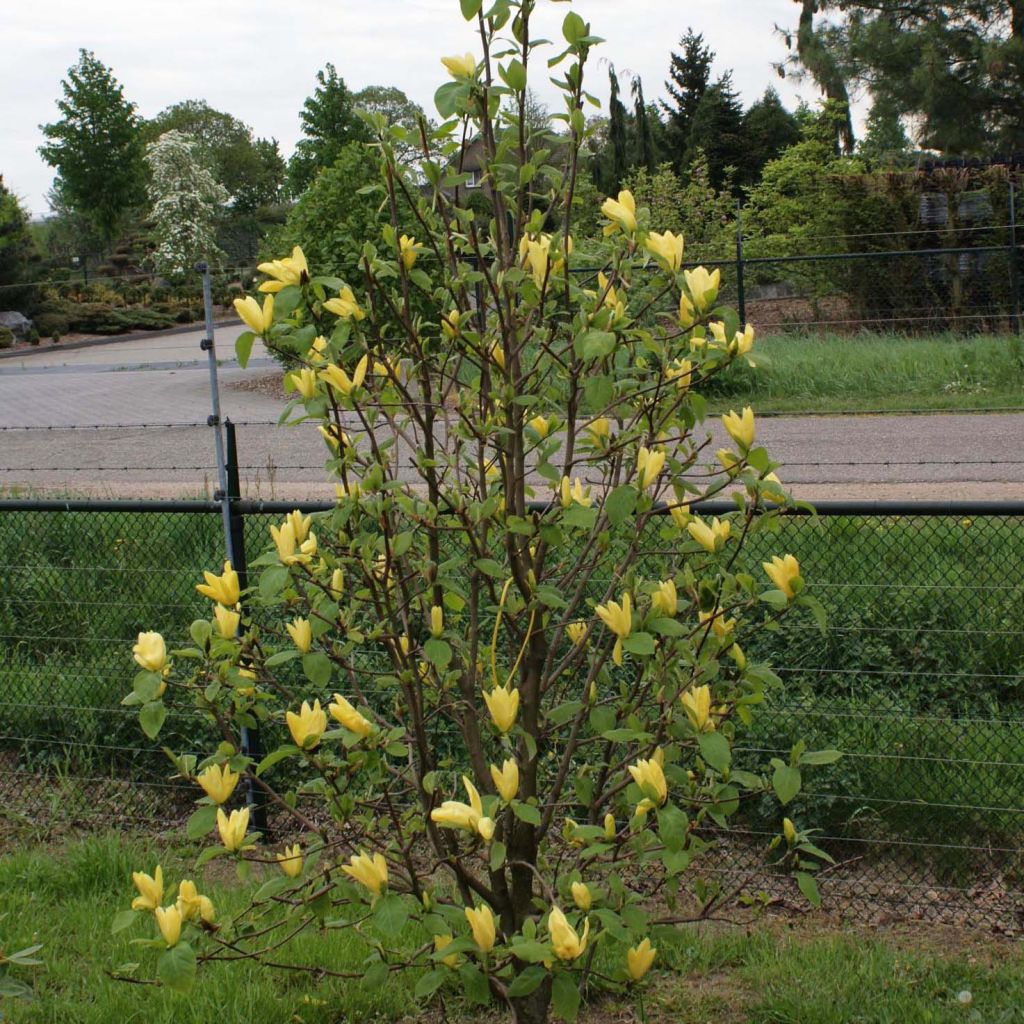 Magnolia acuminata Daphne