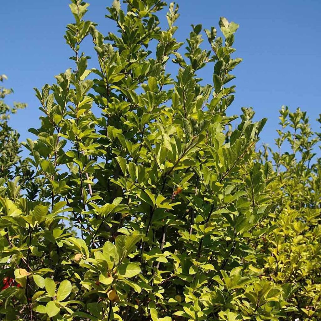 Magnolia  acuminata Butterflies