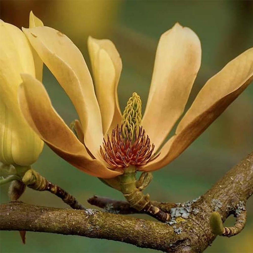Magnolia  acuminata Butterflies
