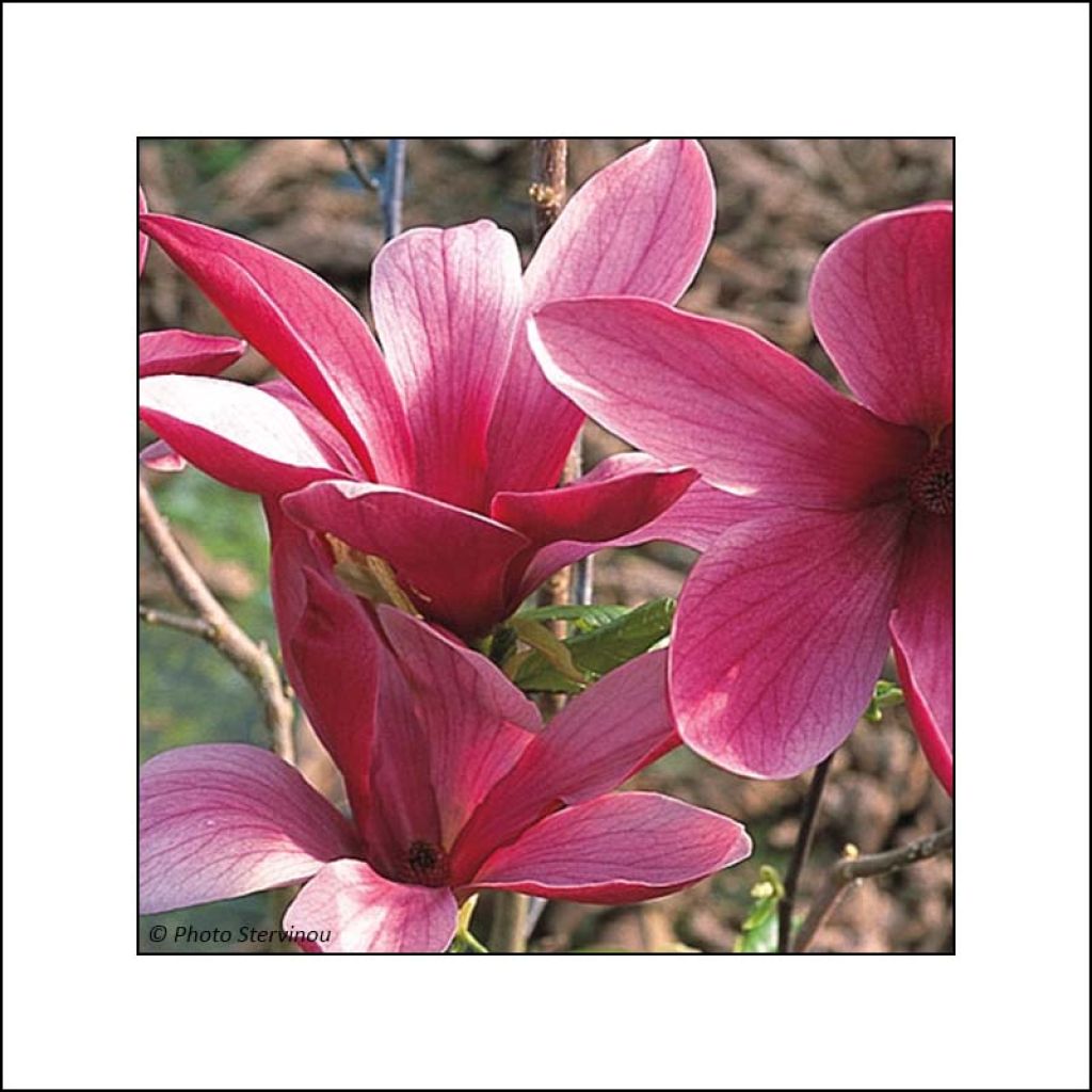 Magnolia liliflora Nigra
