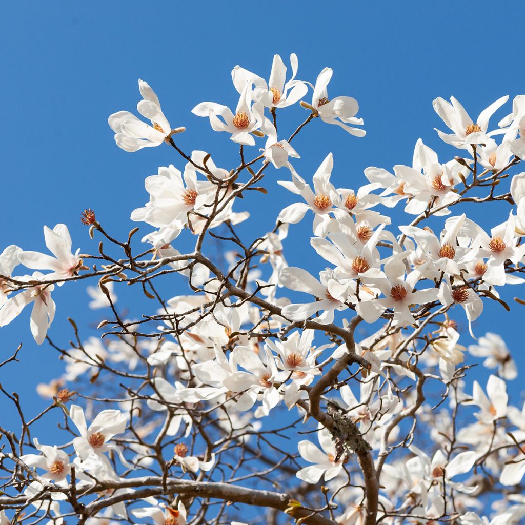 Magnolia kobus seeds