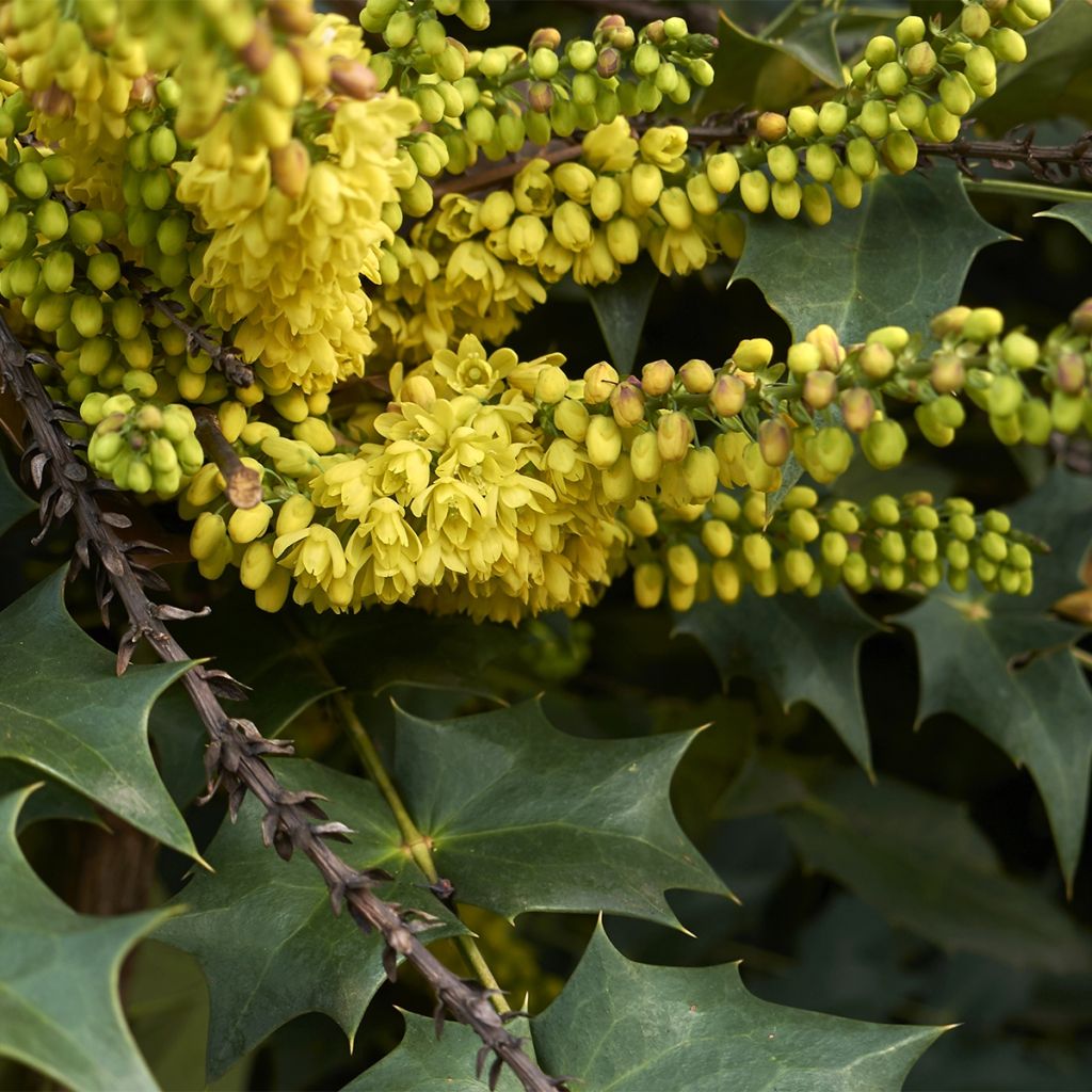 Mahonia (x) wagneri Fireflame