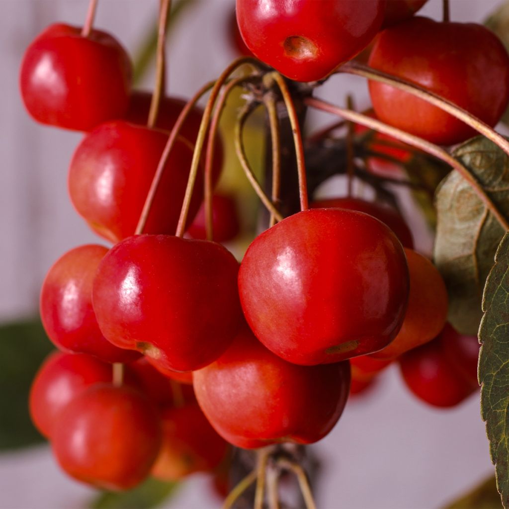 Malus Diable Rouge