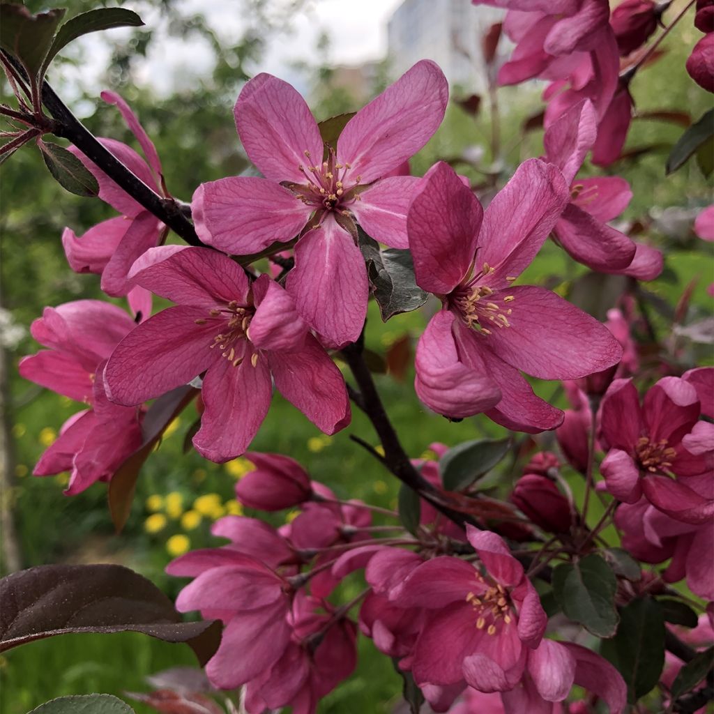 Malus Diable Rouge