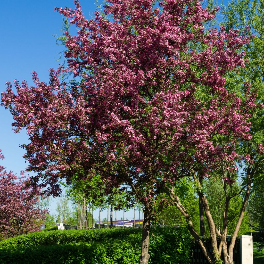 Malus Diable Rouge