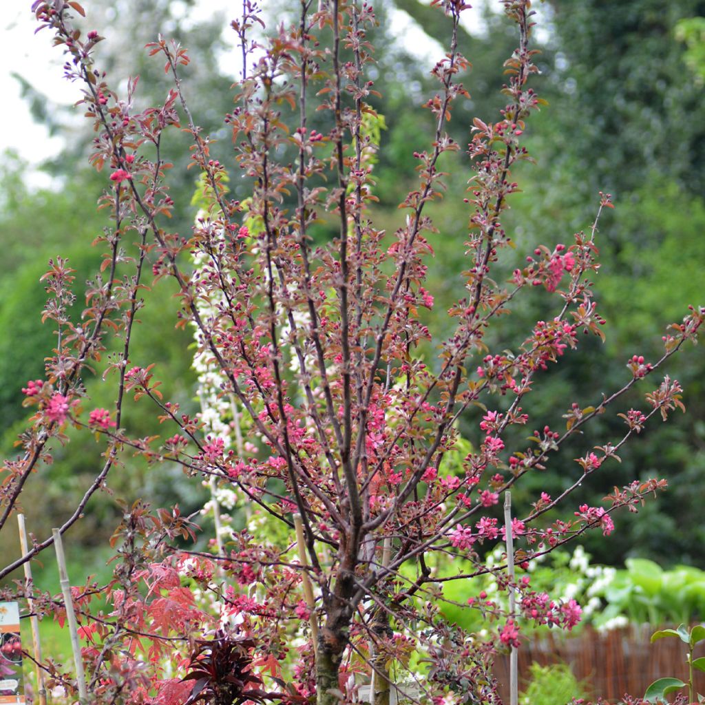Malus Diable Rouge