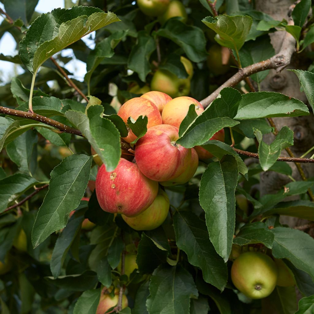 Apple Tree Cynamonówka Prążkowana - Malus domestica