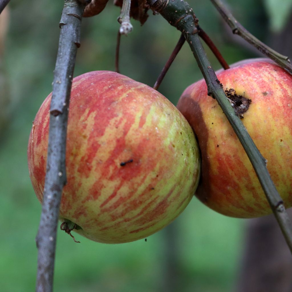 Apple Tree Korobówka - Malus domestica