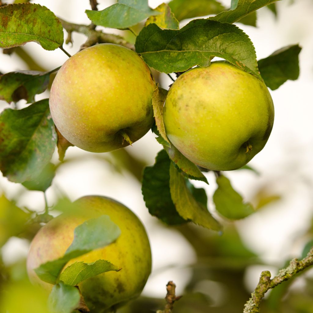 Apple Tree Szara Reneta - Malus domestica