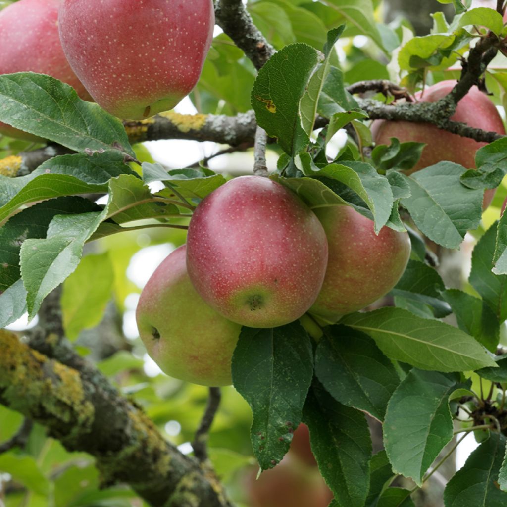 Apple Tree Żeleźniak - Malus domestica