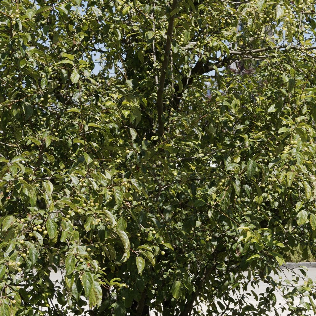 Malus robusta Yellow Siberian - Crab Apple