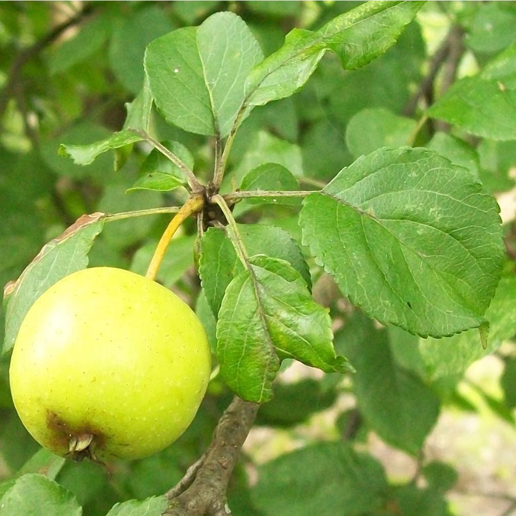 Malus sylvestris - Crab Apple