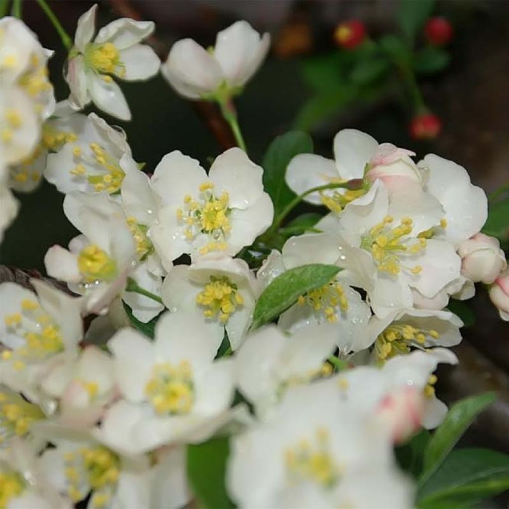 Malus toringo var. sargentii Tina - Crab Apple