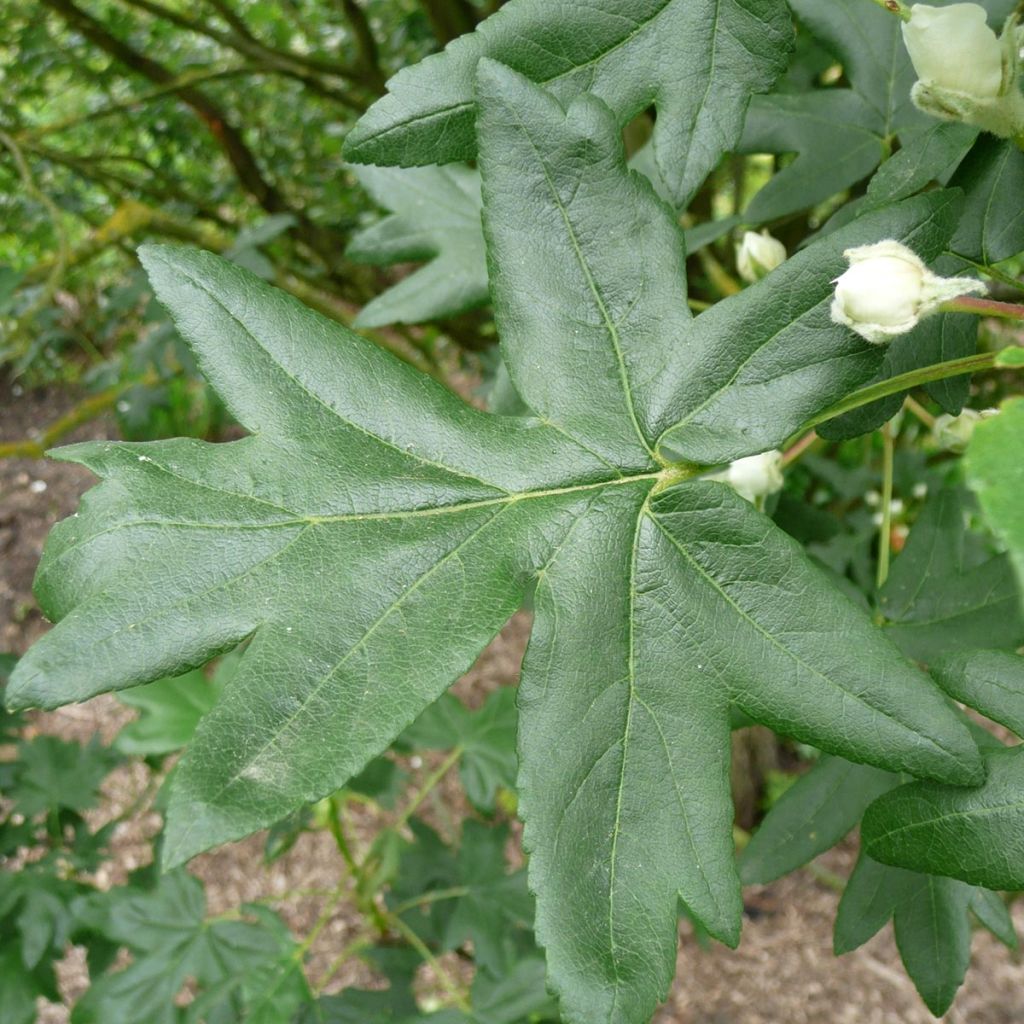 Malus trilobata - Crab Apple