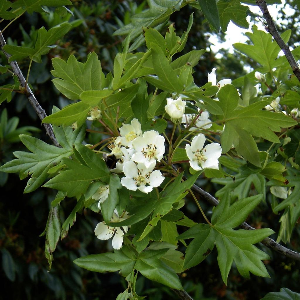 Malus trilobata - Crab Apple