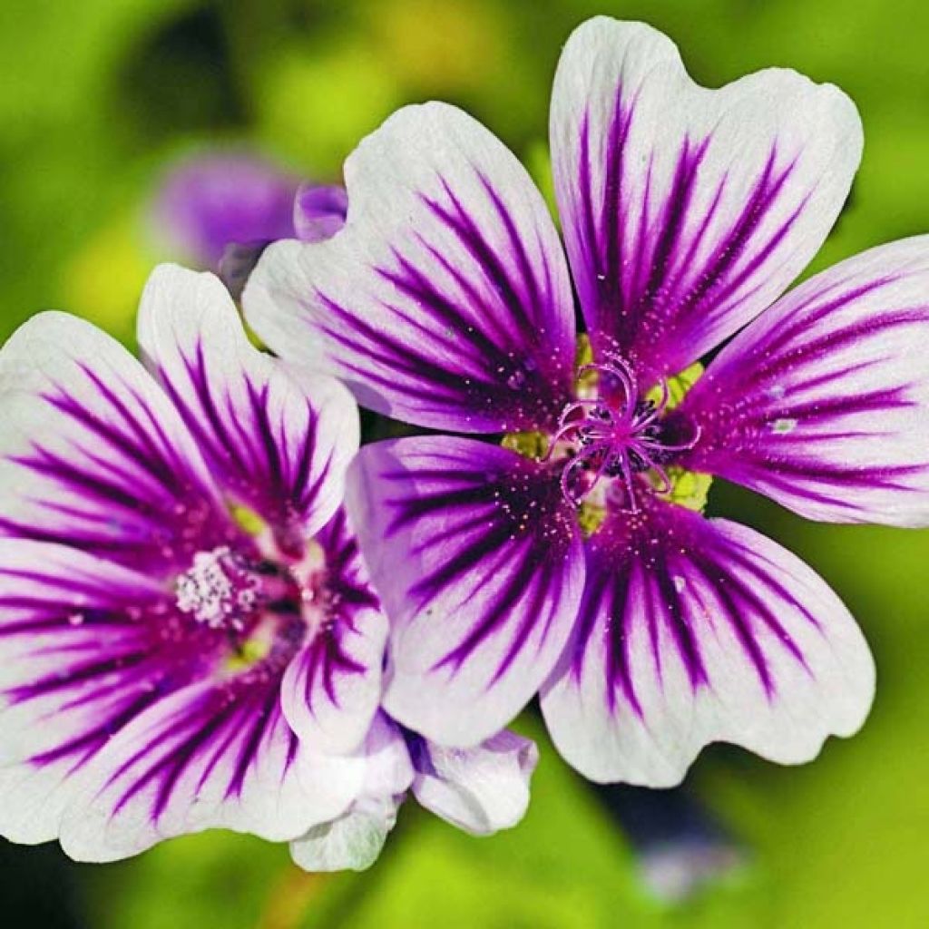 Malva sylvestris Zebrina Blue - Mallow
