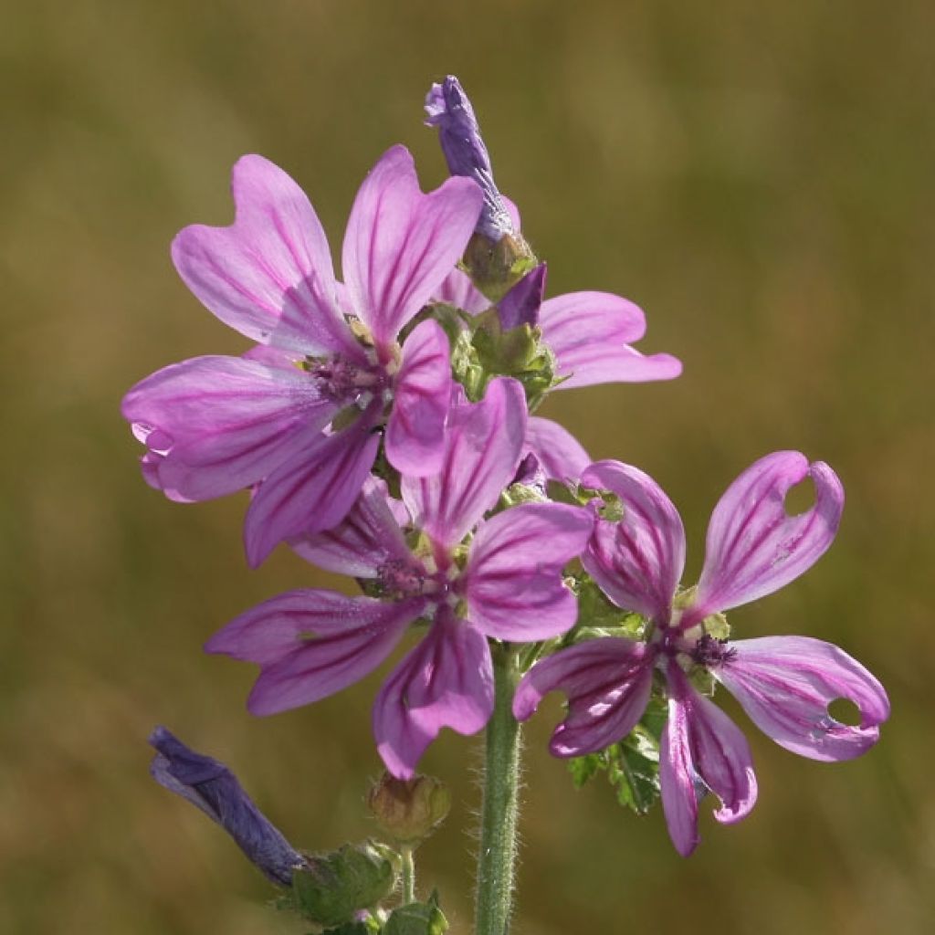 Malva sylvestris - Mallow