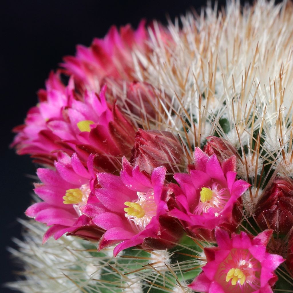 Mammillaria ruestii - Cactus