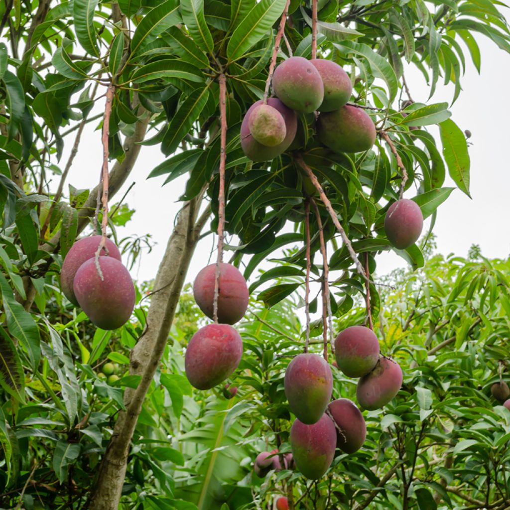 Mango tree Irwin - Mangifera indica