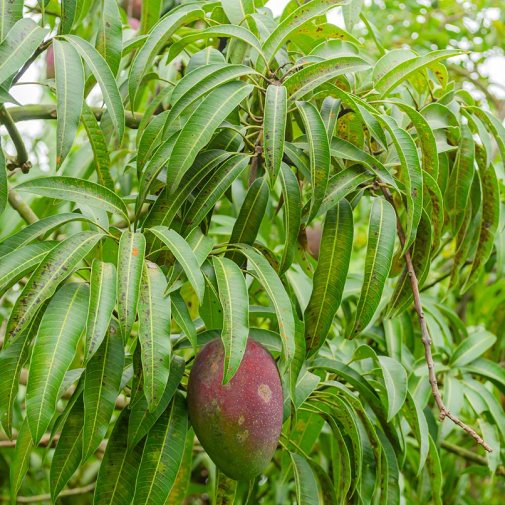 Mango tree Irwin - Mangifera indica