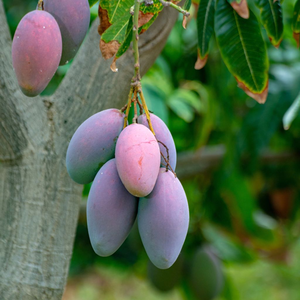 Mango tree Irwin - Mangifera indica