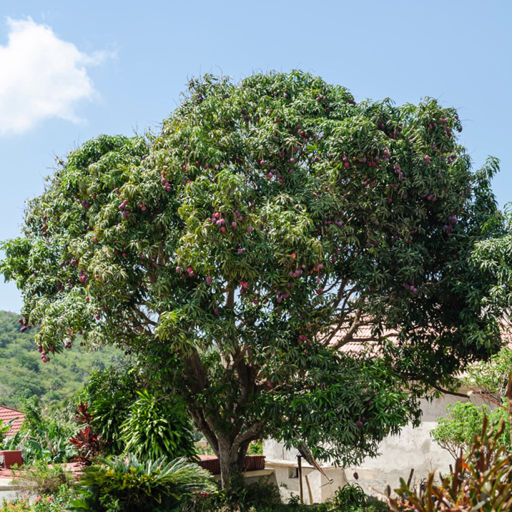 Mango tree Irwin - Mangifera indica