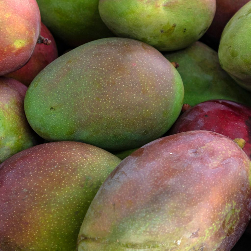 Mango tree Keitt - Mangifera indica