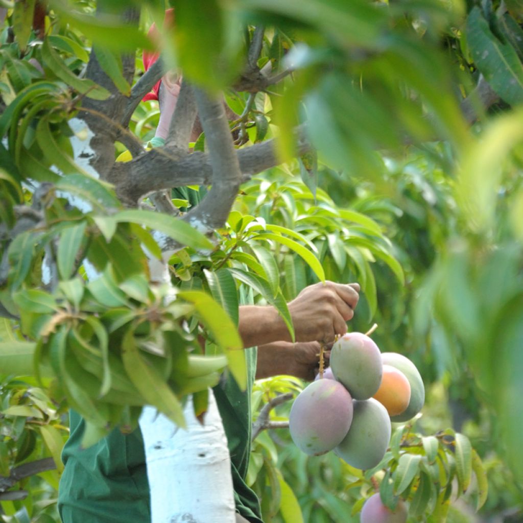 Mango tree Keitt - Mangifera indica