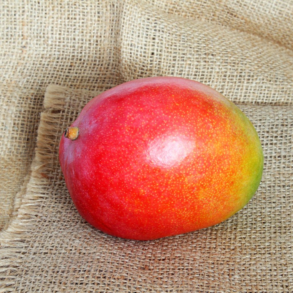 Mango tree Kent - Mangifera indica