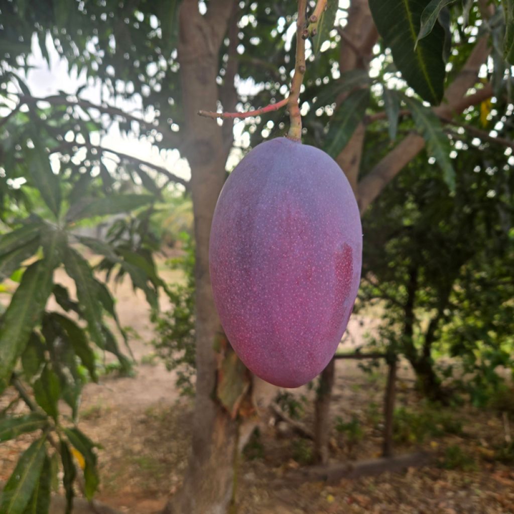 Mango tree Palmer - Mangifera indica