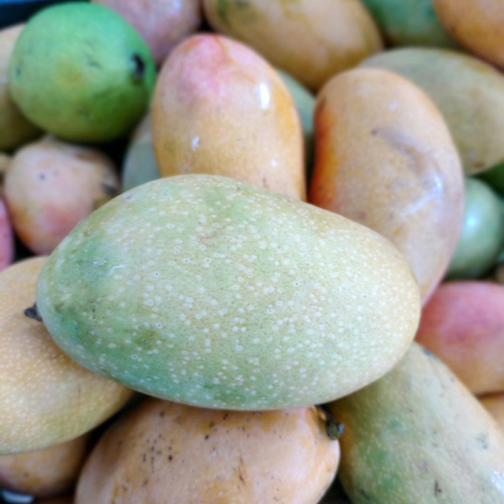 Mango tree Palmer - Mangifera indica