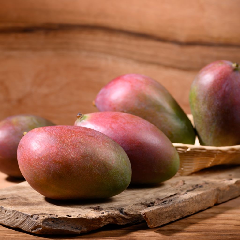 Mango tree Palmer - Mangifera indica