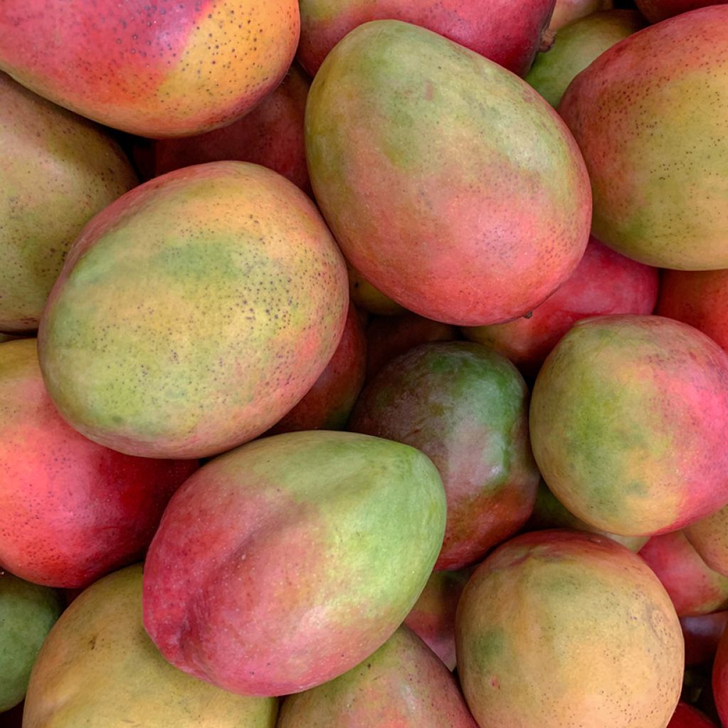 Mango tree Tommy Atkins - Mangifera indica