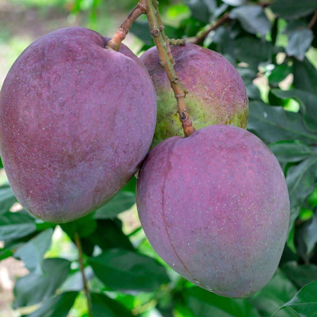 Mango tree Tommy Atkins - Mangifera indica