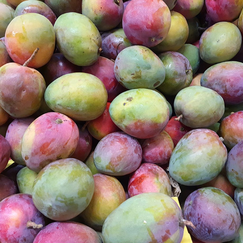 Mango tree Tommy Atkins - Mangifera indica
